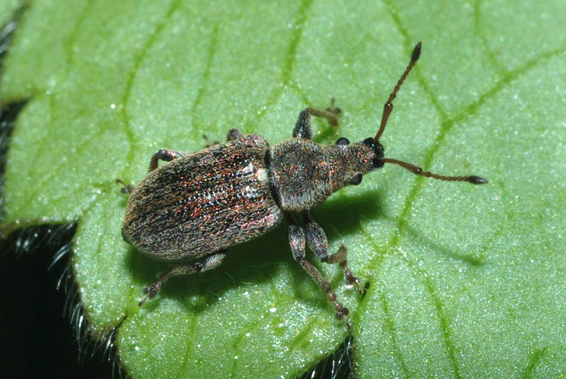 Corculionidae: Phyllobius pyri?